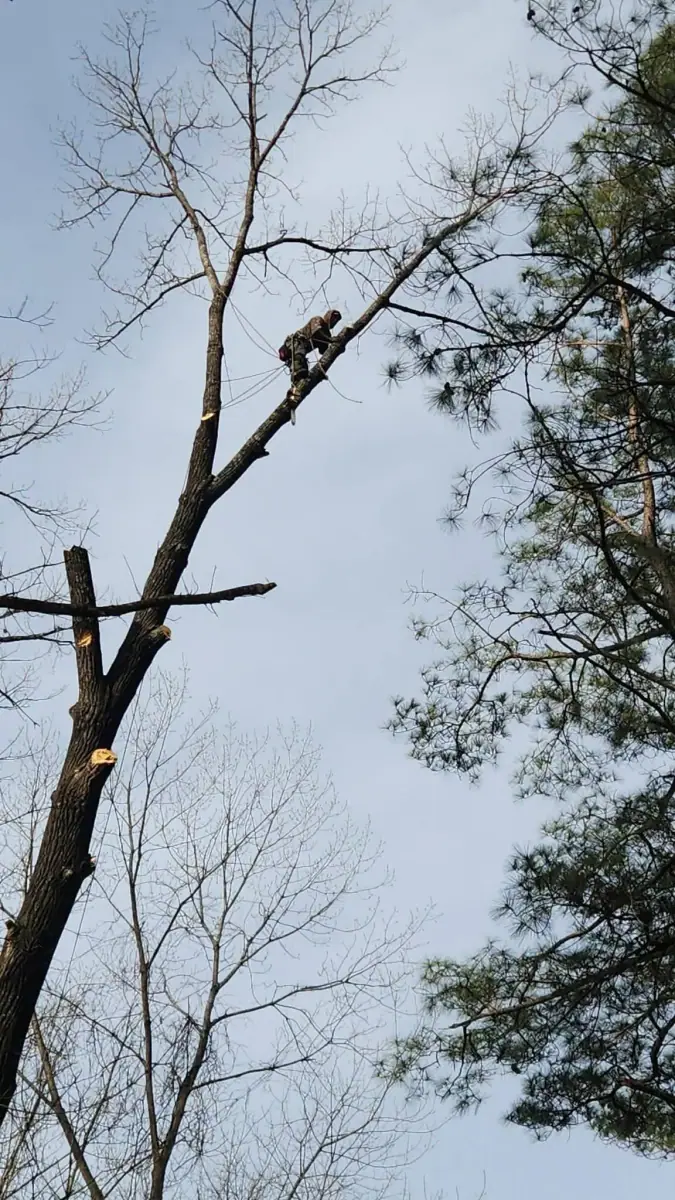 Arborist rope-climbing a tall tree during removal in Arkadelphia, AR