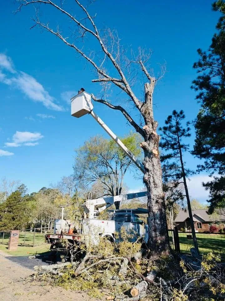 Bucket truck removing a dead tree in a residential Arkadelphia yard