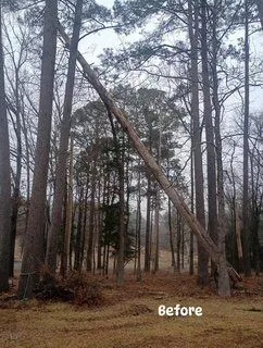 Hazardous leaning pine before removal in Arkadelphia, AR