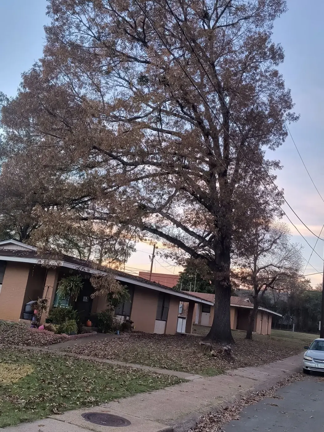 Large oak overhanging a lakefront home at sunset near Lake Hamilton, AR