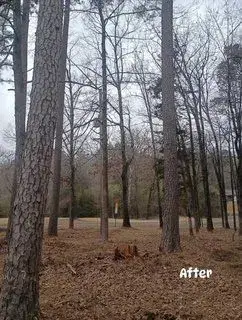 Cleared lot after pine tree removal near Arkadelphia, AR