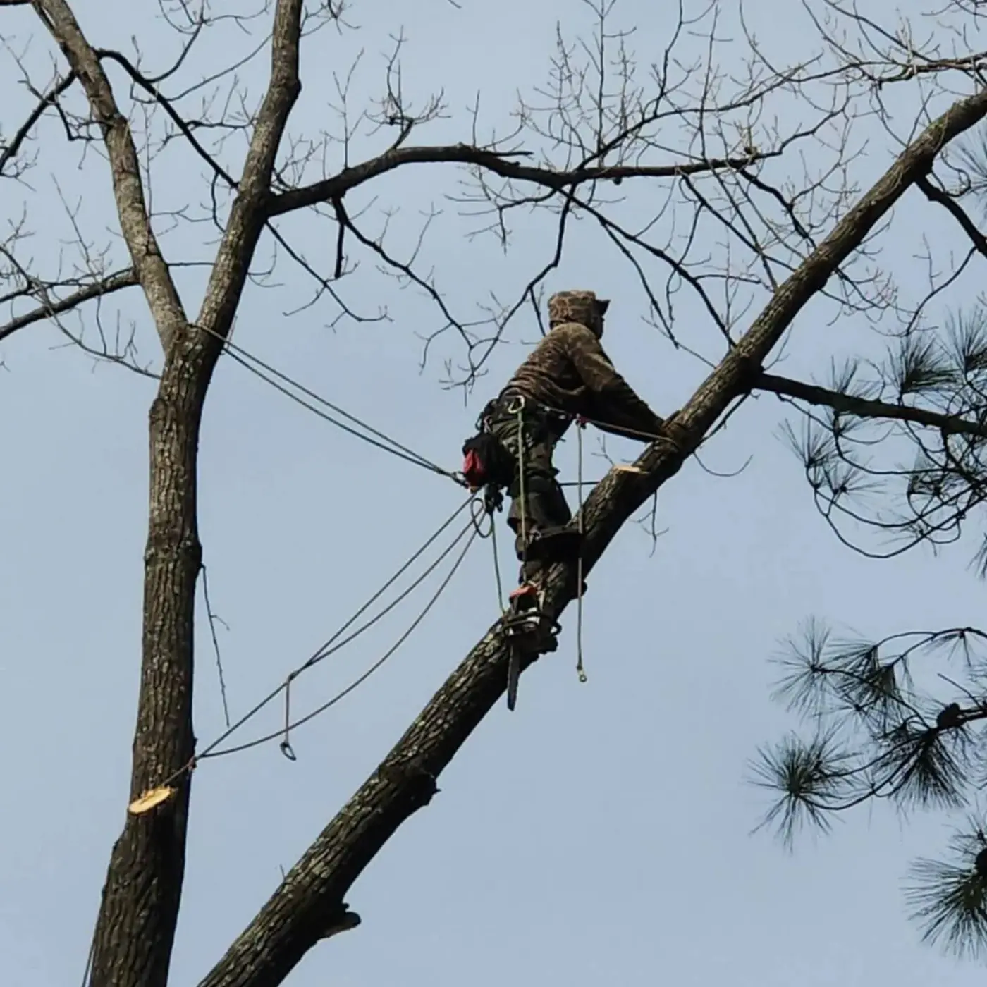 Arborist in a harness pruning a high canopy branch near Glenwood, AR