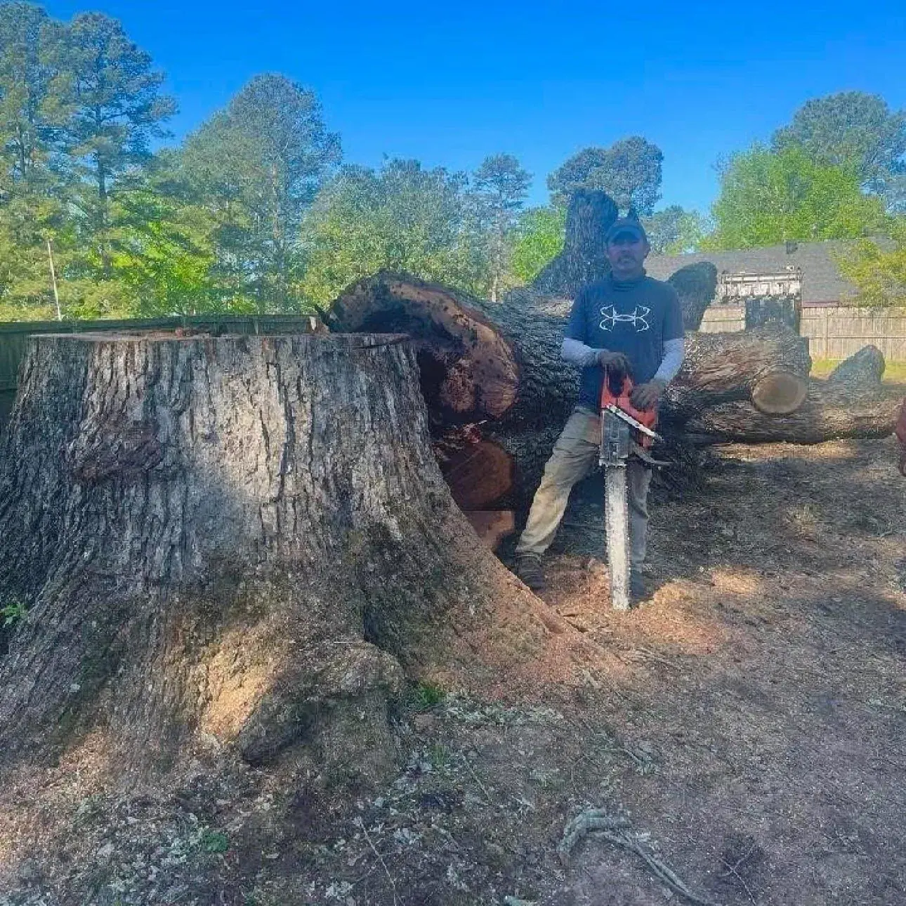 Professional large tree felling with a chainsaw in Glenwood, AR