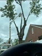 Arborist climbing high into the canopy for aerial tree work in Hot Springs, AR