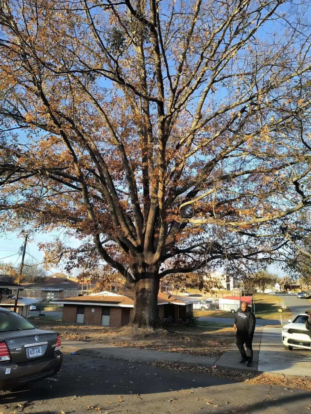 Large mature oak tree assessment on a commercial property in Malvern, AR
